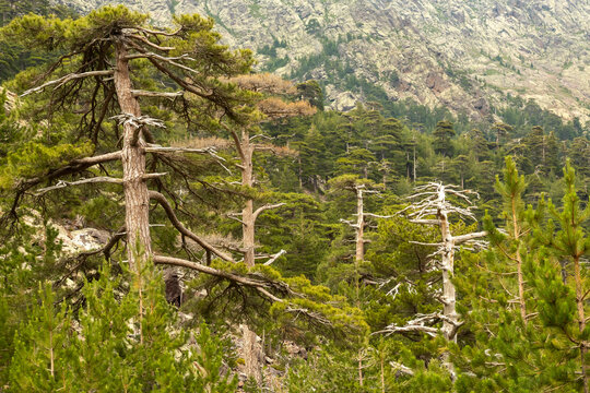 Ancient pine trees and lush forest cover rugged mountain slopes, inviting tourism and exploration in Asco Valley, GR20 Trekking, North Corsica.