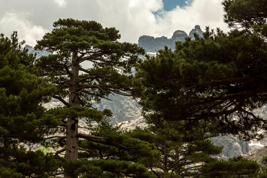 Corsica nature landscape featuring majestic pine trees framing rugged mountain peaks with snow patches under a cloudy sky, ideal for outdoor adventure and tourism in Asco Valley, North Corsica.