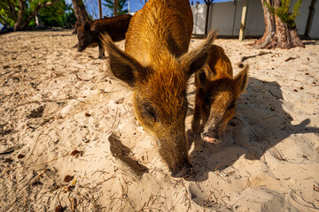 Close-up of wild swimming pigs and piglets walking across the sandy beach of No Name Cay, Bahamas, in warm tropical sunlight © Randy