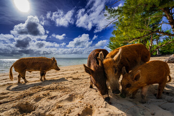 Family of famous swimming pigs and piglets relaxing and foraging on the sandy beach of No Name Cay, Bahamas, surrounded by turquoise Caribbean waters and dramatic tropical clouds © Randy