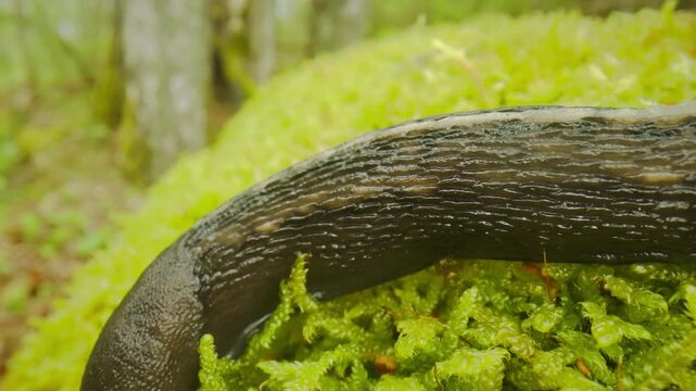 A slug in moss. Camera documents gradual slug navigation through mossy forest terrain. Highresolution footage captures deliberate slug progression across lush moss in natural Selective focus.