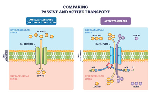 Passive vs active transport comparison shows ion channel, Naand-Kand pump, and cell membrane, arrows depict diffusion vs ATP-driven exchange. Outline diagram