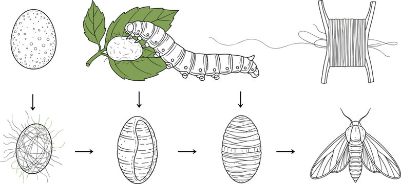 Silkworm life cycle infographic chart showing development from egg and larva to cocoon thread and adult moth