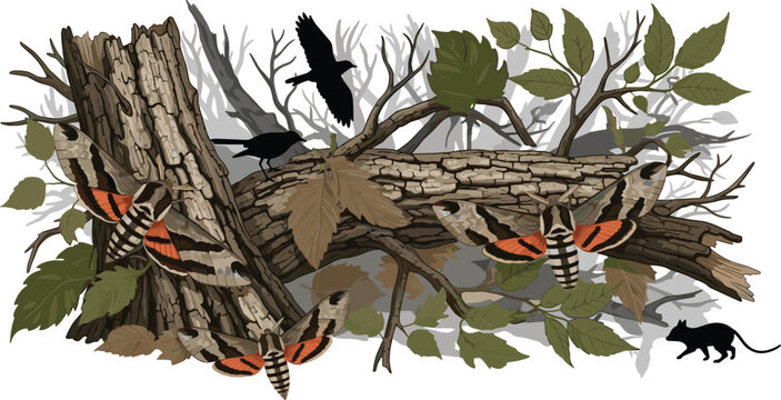 Hawk moth camouflage forest ecosystem landscape showing hidden insects predators and tree bark texture vector illustration
