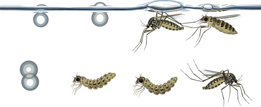 Mosquito aquatic growth stages diagram showing hatching eggs larva pupa and adult emergence under water vector