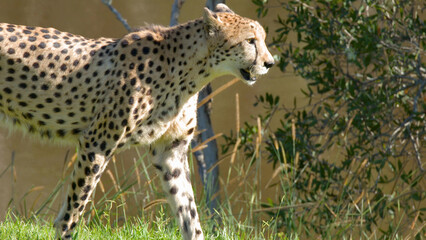 Naklejka premium Side Profile of a Cheetah Walking Through Green Grass in Bright Sunlight