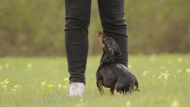 Dachshund moves backward into heel position beside trainer during obedience training. Small dog carefully adjusts sitting position while maintaining attention outdoors.