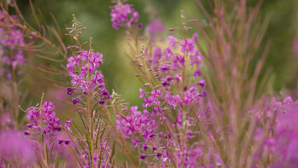 Obraz premium Close-up of Vibrant Pink Fireweed Blossoms in the Scottish Highlands