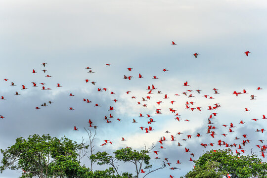 Scarlet ibis flying back home to their sleeping place, Revoada dos guaras on the Delta of the Parnaiba River in Brazil