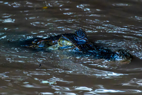 Yacare caiman in the brazilian jungle at Ilha das Canarias in Brazil. Delta do Parnaiba.
