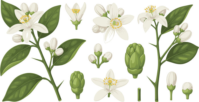 Citrus orange blossom elements set with blooming white flowers green leaves buds and branches vector illustration