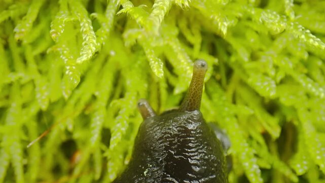 A slug in moss. Insect uses sensitive antennae to analyze lush plant life thoroughly. Bug employs finely tuned antennae to investigate vibrant moss and plant surfaces in detail Selective focus.