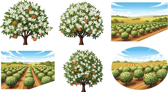 Blooming orange trees set with white flowers and agricultural grove landscape fields under blue sky vector illustration