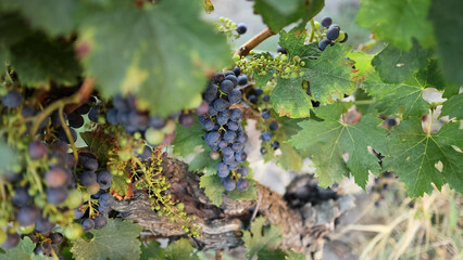 Obraz premium Close-up of Purple Grapes Ripening on the Vine in Saint Emilion Vineyard
