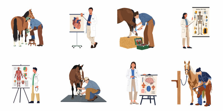 Vector illustrations of equine farriers working on horses and medical professionals presenting anatomical charts for healthcare education and veterinary services.