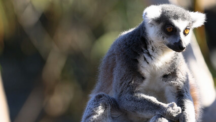 Obraz premium Close Up of a Ring-Tailed Lemur Observing Surroundings at Melbourne Zoo