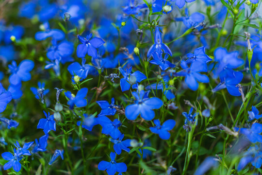 Detail of blue flower of Lobelia erinus