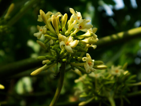 Papaya flowers are rich in antioxidants, papain enzymes, and various vitamins that are effective in maintaining health.