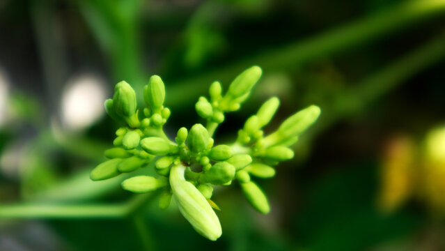 Papaya flowers are rich in antioxidants, papain enzymes, and various vitamins that are effective in maintaining health.