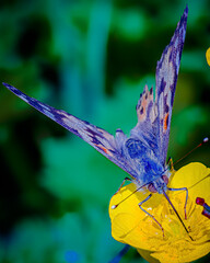 Belle-Dame (Vanessa Cardui) © Villages de France