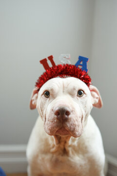 Closeup on cute white pit bull wearing USA hat during summer party