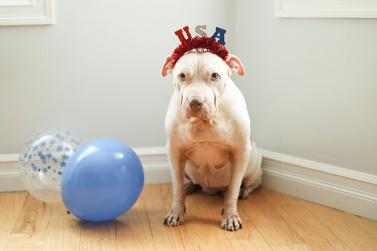 Big dog sits and looks sad wearing a USA headband during party