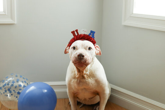 Large white dog makes funny face while wearing Fourth of July headband