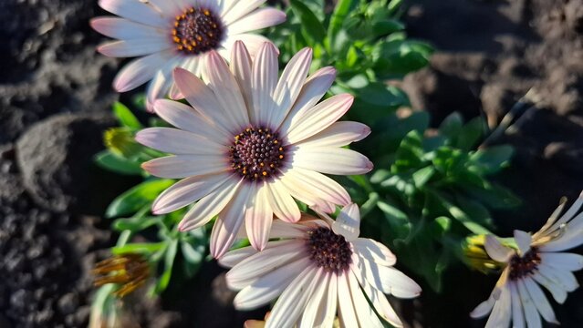 beautiful white daisies or adonis in a flowerbed