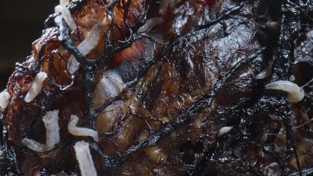 Development of fly larvae in dead flesh. Precise capturing of squirming maggots emerging from decayed remains. Detailed highresolution image revealing lively maggots writhing Selective focus.