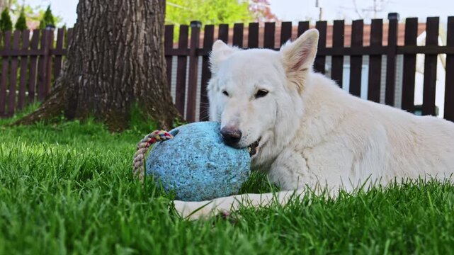 A white wolf is resting on green grass in a backyard. It holds a blue ball in its mouth while lying down. The area has a wooden fence and a large tree.