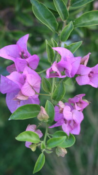 Beautiful Pink Petunia Flower Close-Up