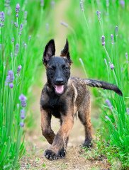 Obraz premium puppy belgian shepherd in nature