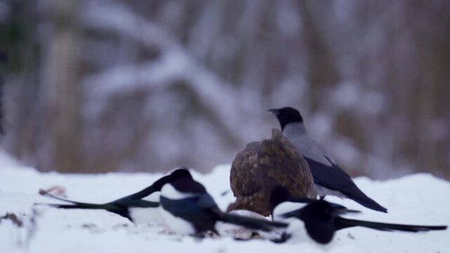 Common buzzard, buteo buteo, feeding with crows and jays in winter, in a snowy landscape. Hawk and magpies in snow, winter forest standoff with raptor guarding carrion Selective focus.