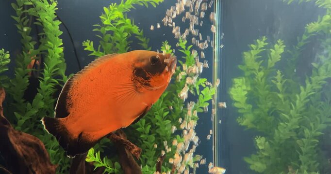 Close up, Oscar cichlid fish swimming calmly in freshwater aquarium surrounded by green aquatic plants, rising air bubbles. Vibrant tropical pet fish displaying peaceful behavior in clear tank water