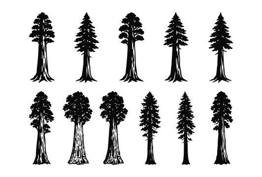 Giant Sequoia & Redwood Tree Silhouettes, Forest Nature Vector Set for Eco & Outdoor Branding
