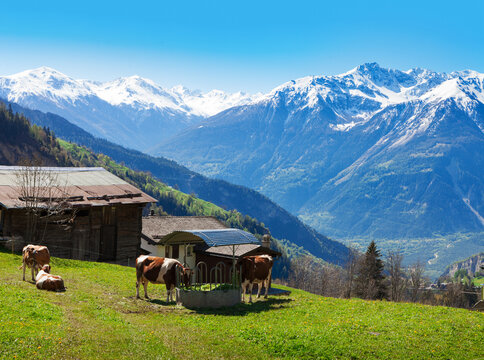Landscape with a traditional Swiss farm with cows in the Alps in late spring,  Bodmen, Valais, Switzerland.