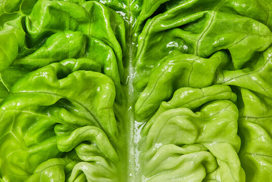 Fresh wet lettuce leaf, close-up