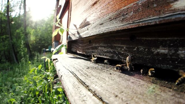 Swarm of honey bees (Apis mellifera) carrying pollen and flying to the landing board of hive in an apiary in SLOW MOTION HD VIDEO. Organic BIO farming, animal rights, back to nature concept. Fisheye.