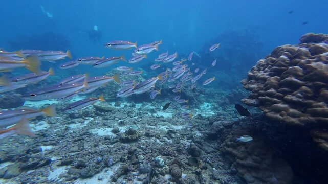 Phi Phi Island, Thailand: Slow motion underwater footage of schooling stripey snapper fish swimming near corals during with divers in the background in Ko Bida Nok dive site near Phi Phi Island of Kra