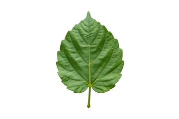 Fototapeta premium Green Leaf with Detailed Veins Vector Illustration Isolated on Transparent Background