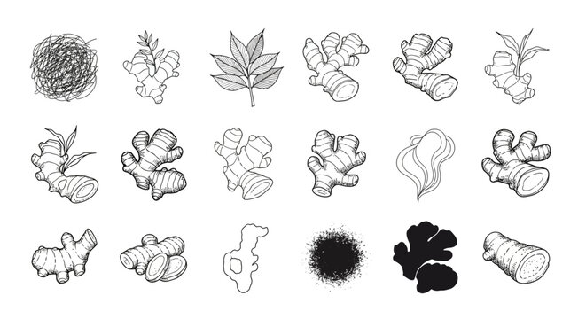 Hand Drawn Ginger Root and Leaves Sketches Collection