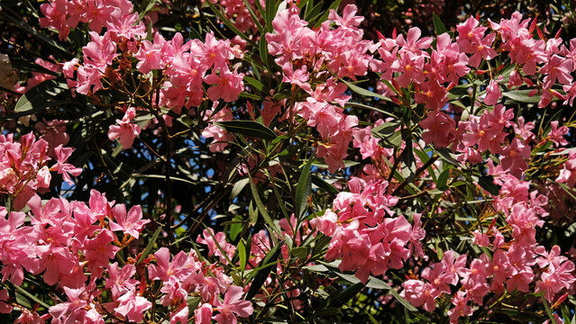 Pink oleander blossoms in full bloom with glossy green foliage, a vibrant ornamental shrub for garden, landscape, and nature themes.
