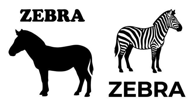 Black and white zebra silhouette and detailed illustration with text labels