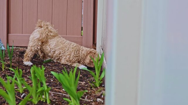 A dog is digging in the dirt near a fence in a backyard. The animal is focused on finding something while surrounded by green plants. It is daytime.