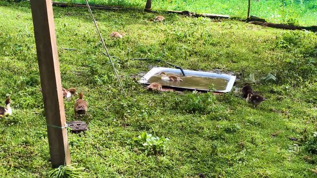 a grassy area with an old bathtub used as a drinking trough or makeshift pond. Ducks can be seen grazing on the grass next to the bathroom and nearby