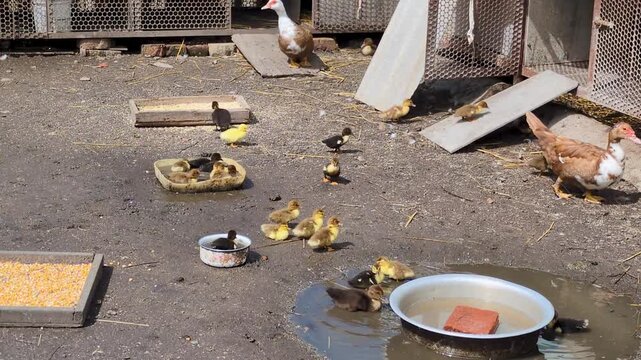 A group of ducks and ducklings scattered around a dirty farmyard near several feeders and drinkers. One adult duck heads towards the right side of the frame.