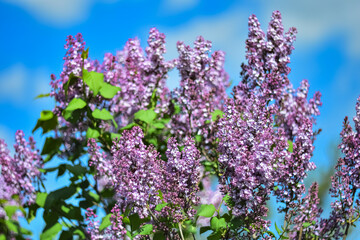 Fototapeta premium Blooming lilac against the blue sky.