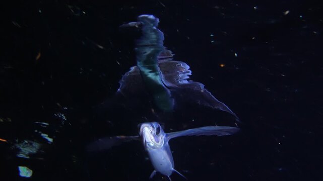 A flying fish swims just below the ocean surface at night, eventually reaching a diving buoy during an open ocean blackwater expedition
