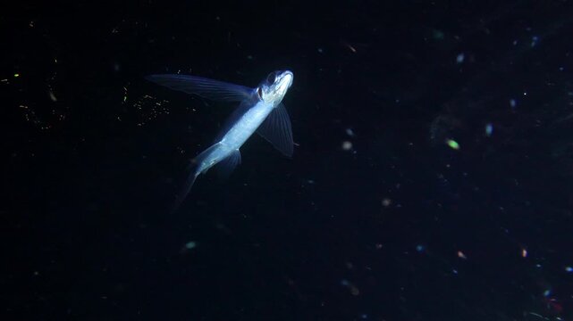 A flying fish swims near the surface while being illuminated from below by a diver's torch as zooplankton drifts by during a night dive.