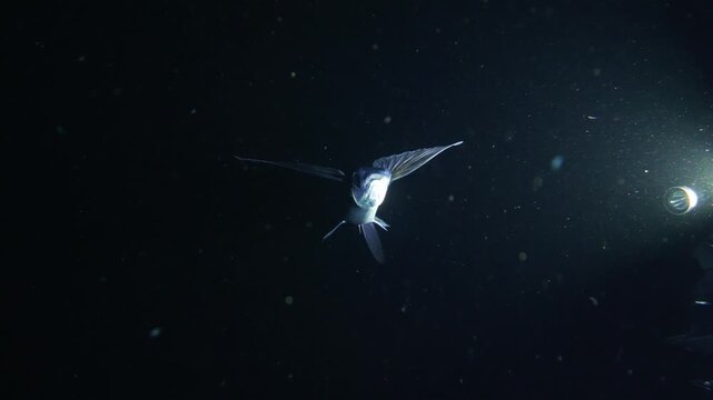 A flying fish swims towards the lens and hovers above the video lights of an underwater videographer during a blackwater night dive in the open ocean